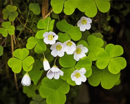 White Oxalis paint by number