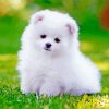 White Pomeranian paint by number