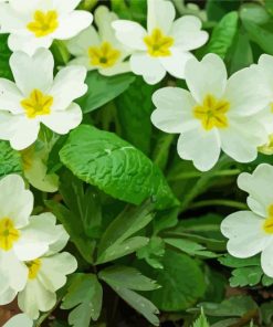 White Primroses paint by number