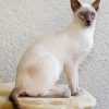 White Siamese paint by number