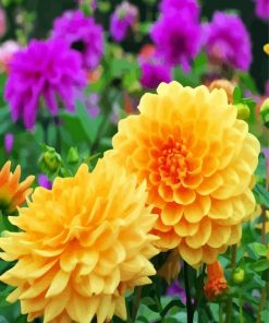 Yellow Dahlia Flowers paint by number