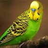 Yellow Head Parakeet Budgerigar paint by numbers