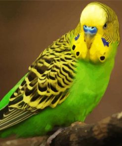 Yellow Head Parakeet Budgerigar paint by numbers