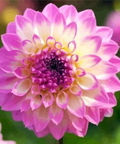 Yellow Purple Dahlia paint by number