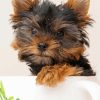 Yorkie Puppy paint by number