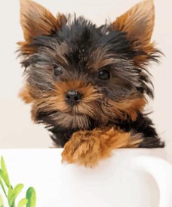 Yorkie Puppy paint by number