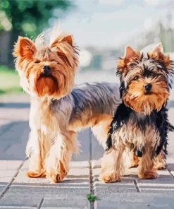 Yorkie And Yorkshire Terrier paint by number