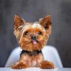 Yorkie Dog paint by number