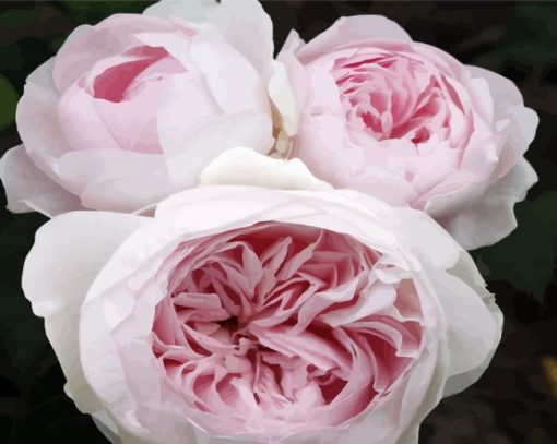 Baby Pink Floribundas paint by numbers