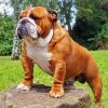 Beautiful English Bulldog paint by number