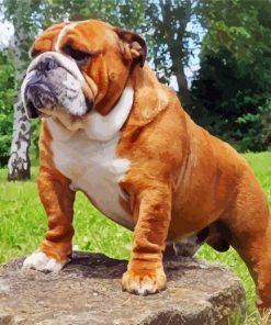 Beautiful English Bulldog paint by number