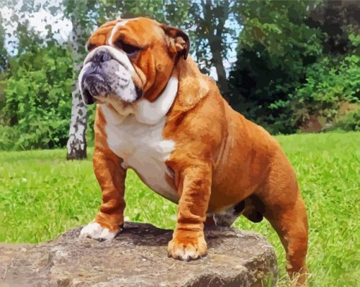 Beautiful English Bulldog paint by number