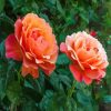 Beautiful Red And Orange Floribunda paint by numbers