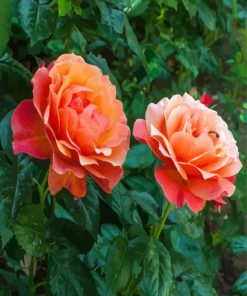 Beautiful Red And Orange Floribunda paint by numbers