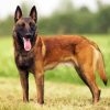 Belgian Shepherd Dog paint by number