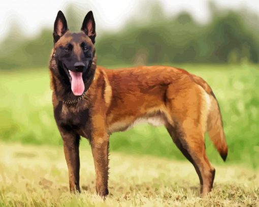 Belgian Shepherd Dog paint by number