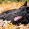 Belgian Shepherd Enjoying The Autumn paint by number