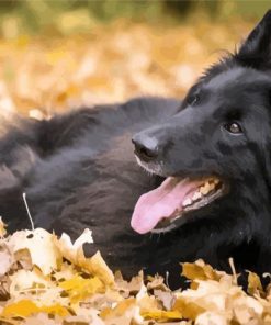 Belgian Shepherd Enjoying The Autumn paint by number