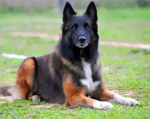 Belgian Shepherd paint by number