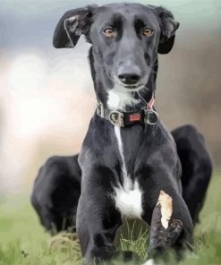 Black Lurcher Dog paint by number