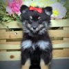 Black Maltipom Puppy paint by number