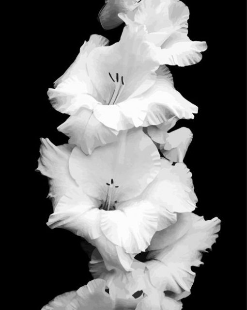 Black And White Gladiola Flower paint by numbers