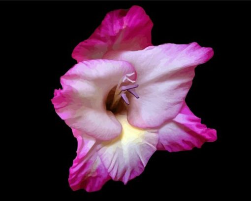 Close Up Pink Gladiola paint by numbers