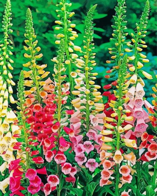 Colorful Foxglove Plants paint by number