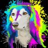 Colors Splash Saluki Dog paint by number