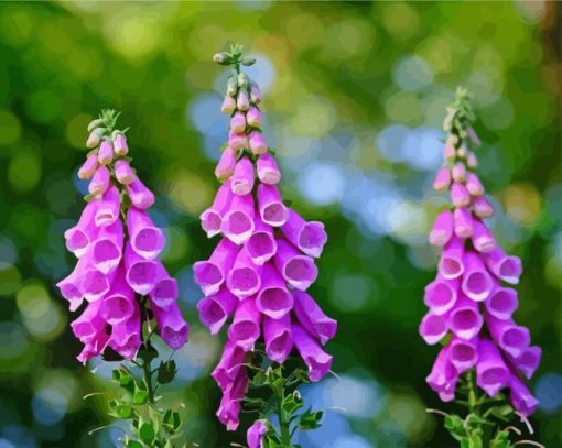 Common Foxglove paint by number