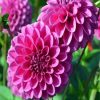 Dahlia Purple Flower paint by numbers