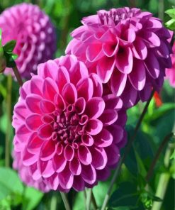 Dahlia Purple Flower paint by numbers