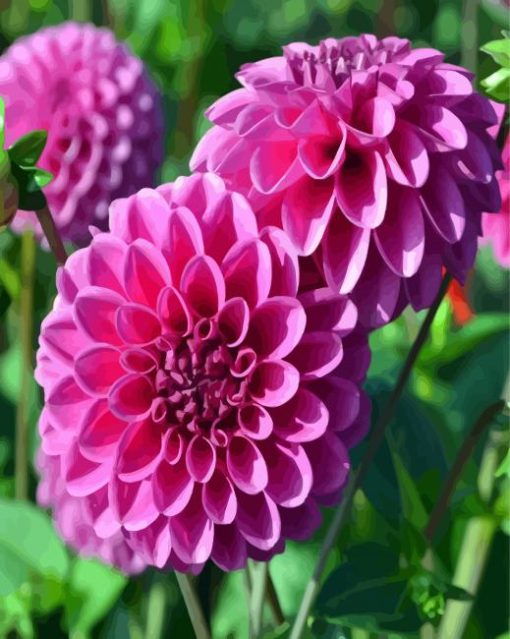 Dahlia Purple Flower paint by numbers