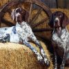 English Coonhound Dogs paint by number