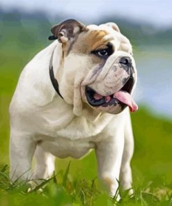 English Bulldog Dog paint by number