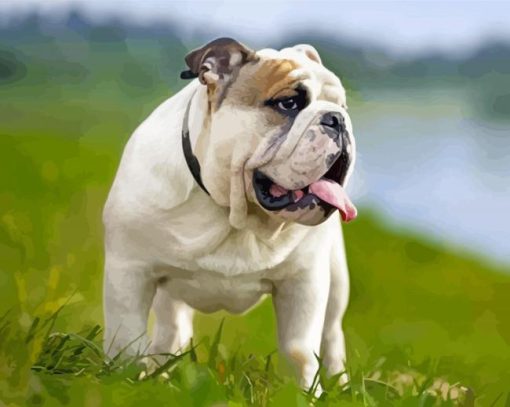 English Bulldog Dog paint by number