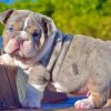 English Bulldog Puppy paint by number