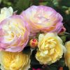 Floribunda Flowers paint by numbers