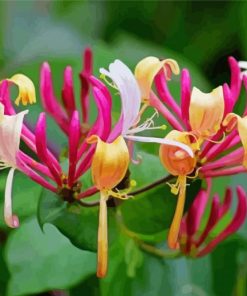 Fuchsia And Yellow Honeysuckle paint by number