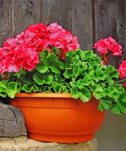 Geraniums paint by number