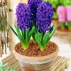 Hyacinth paint by numbers