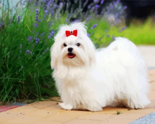 Maltese Dog paint by number