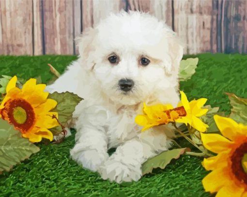 Maltipom And Sunflowers paint by number