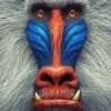 Mandrill Monkey paint by number