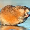 Muskrat Rodent paint by numbers