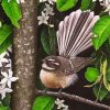 New Zealand Fantail Bird paint by number