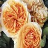 Nude Floribunda Flowers paint by number