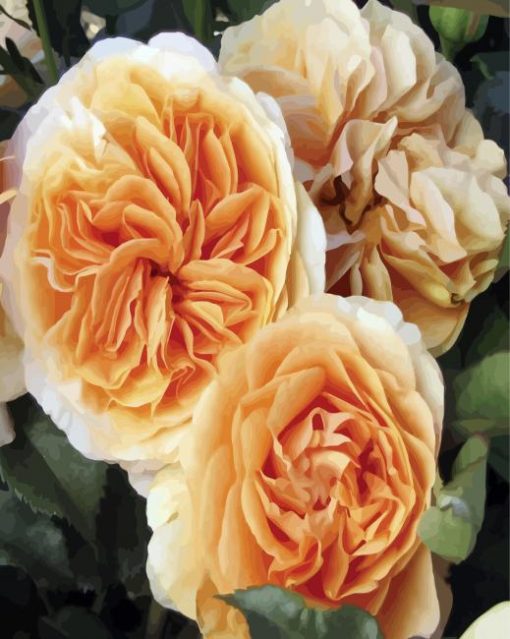 Nude Floribunda Flowers paint by number