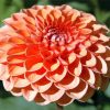 Orange Dahlia paint by numbers