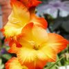 Orange And Yellow Gladiola paint by number